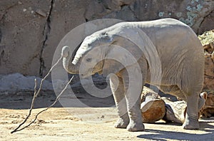 A Baby African Elephant Plays with a Stick