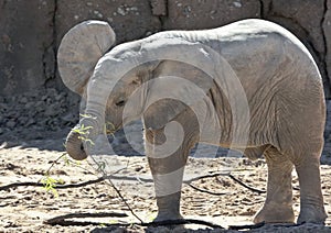 A Baby African Elephant Plays with a Stick