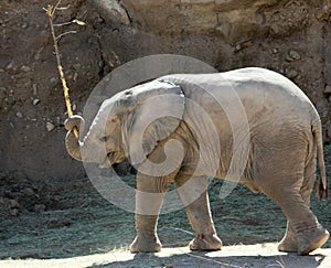 A Baby African Elephant Plays with a Stick