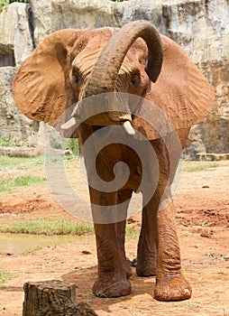 Baby African Elephant portrait