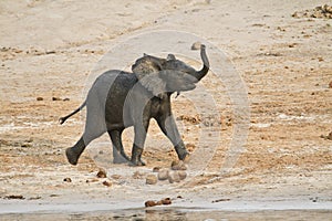 Baby African Elephant running