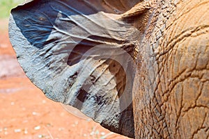 Baby African Elephant's Ear, Showing Veins