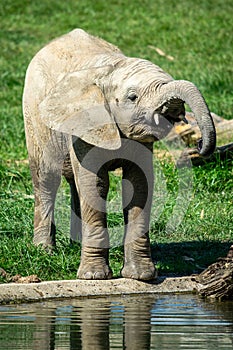 A baby African elephant on the shore of a lake