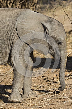 Baby African Elephant side profile