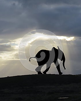 Baby African Elephant Silhouette