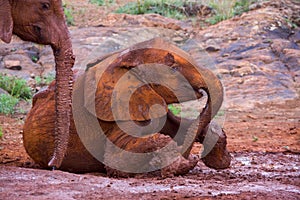 Baby African Elephant Skidding In Mud Bath