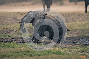 Baby African elephant struggles out of mud