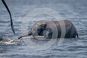 Baby African elephant wades river after mother