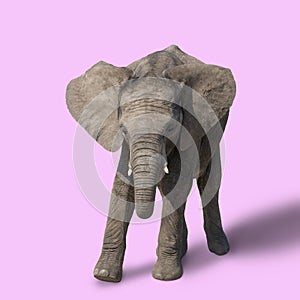 Baby African elephant walking toward the camera with ears wide isolated on pink with space for text