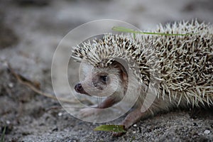Baby African pygmy hedgehog