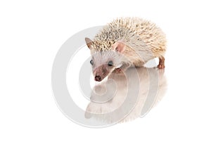 Baby African Pygmy hedgehog with its reflection