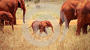 Baby african savanna elephant Loxodonta africana between more