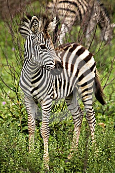 Baby african zebra