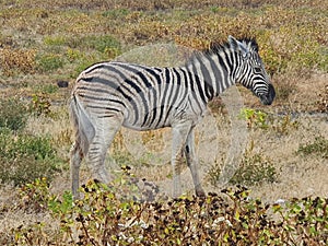 Baby African Zebra standing alone