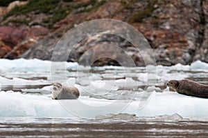 Baby Alaskan harbor seal lounging and relaxing on small iceberg with parent watching over