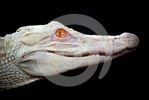 Baby albino alligator