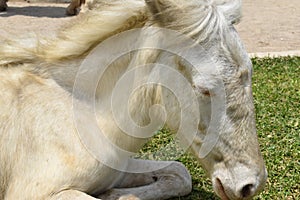 baby albino horse with blue eyes photo