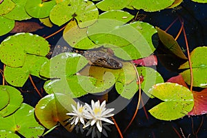 Baby aligator swimming in the swamp