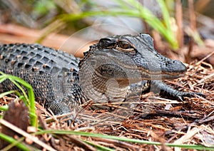 Baby Alligator