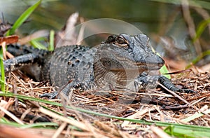 Baby Alligator