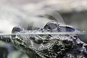 Baby alligator