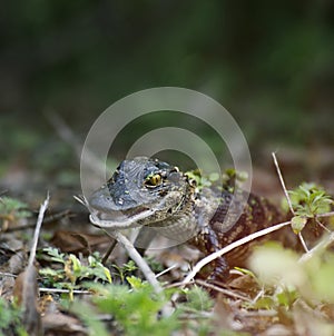 Baby Alligator