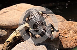 Baby alligator Alligator mississippiensis perches on a rock