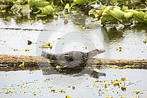 Baby alligator basking on a swamp log in Christmas, Florida.