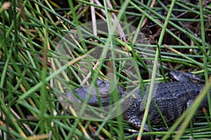 Baby Alligator Basking in Wetlands