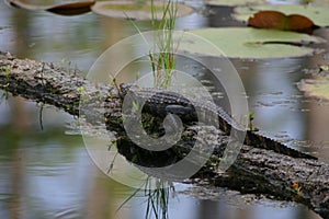 Baby Alligator in the Blackwater Swamp