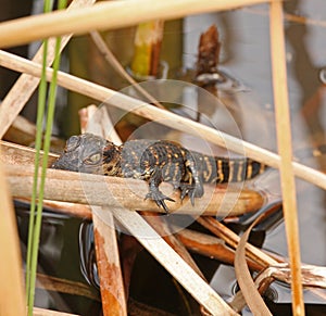 Baby Alligator in Everglades, Florida