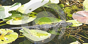 Baby alligator Everglades Florida