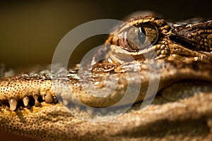 Baby Alligator Eye