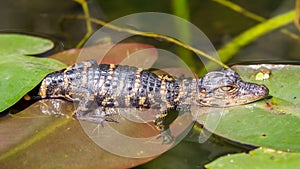 Baby Alligator, Florida