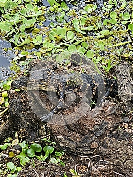 Baby alligator & x28;Florida& x29;