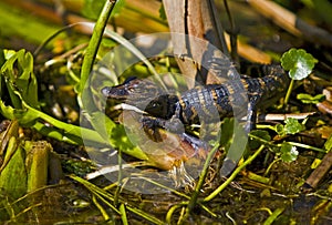 Baby Alligator in Florida swamp