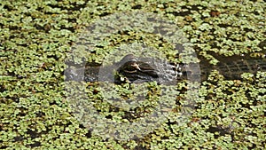 Baby Alligator Hiding