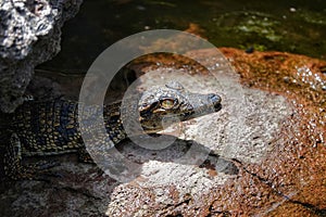 Baby alligator hiding from the heat in the shadow of a big rock