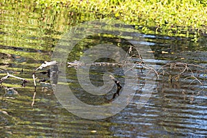 Baby Alligator in Jean Lafitte  National Historical Park and Preserve