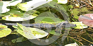 Baby alligator lily pad swamp Florida Everglades