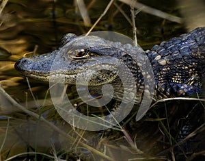 Baby Alligator on Log