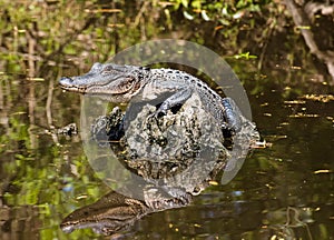 Baby alligator lying in the middle of the swamp