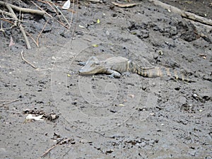 Baby alligator in the mud.