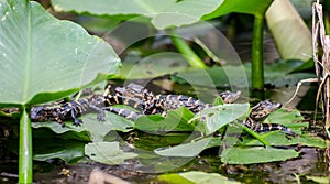 Baby Alligator Pod