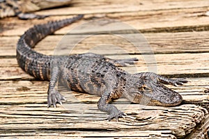 Baby alligator resting on a wooden plank