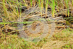 Baby Alligator is sleeping