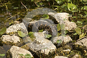 Baby alligator sunning on rocksat Orlando Wetlands Park photo