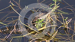 Baby alligator sunning in a swamp