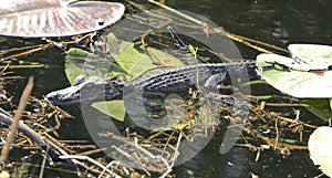 Baby alligator Swamp Everglades national Park Florida