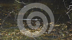 Baby alligator swimming in everglades river